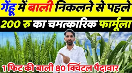 गेंहू में बाली