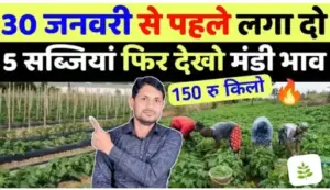 किसानों जनवरी लगाएँ ये 5 सब्जियाँ और बिकेगी ₹100 किलो तक बिकेगी.