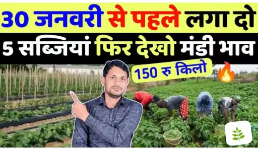 किसानों जनवरी लगाएँ ये 5 सब्जियाँ और बिकेगी ₹100 किलो तक बिकेगी.